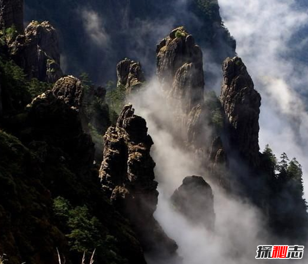湖北神農架動(dòng)物白化之謎,黑色素引起的白化病(返祖白變)