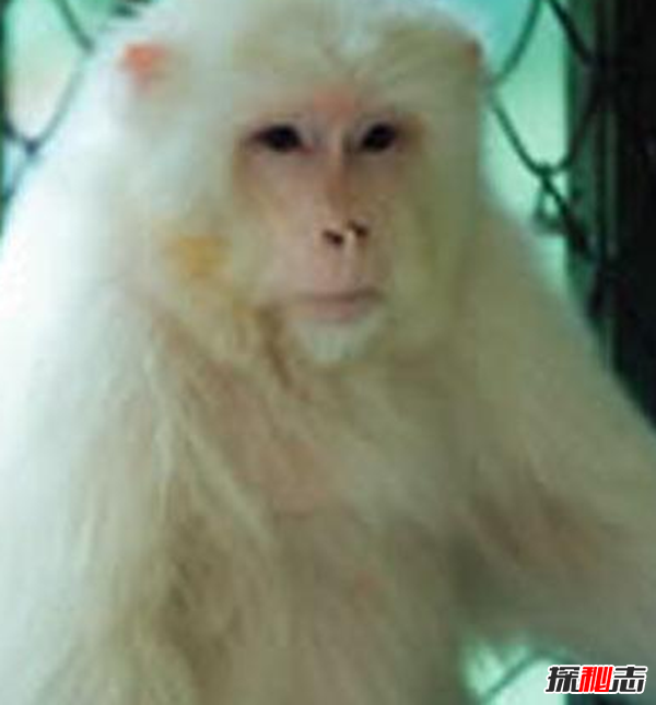 湖北神農架動(dòng)物白化之謎,黑色素引起的白化病(返祖白變)