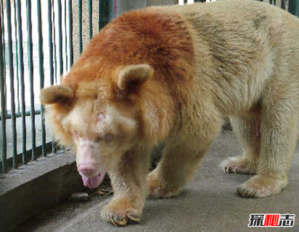 湖北神農架動(dòng)物白化之謎,黑色素引起的白化病(返祖白變)