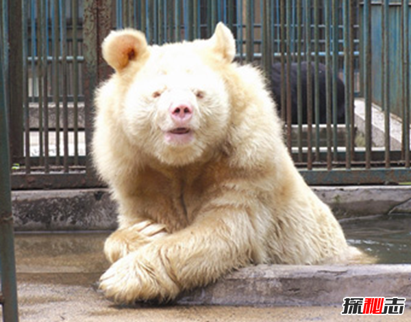 湖北神農架動(dòng)物白化之謎,黑色素引起的白化病(返祖白變)