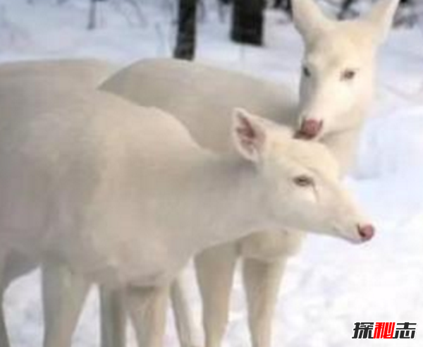 湖北神農架動(dòng)物白化之謎,黑色素引起的白化病(返祖白變)