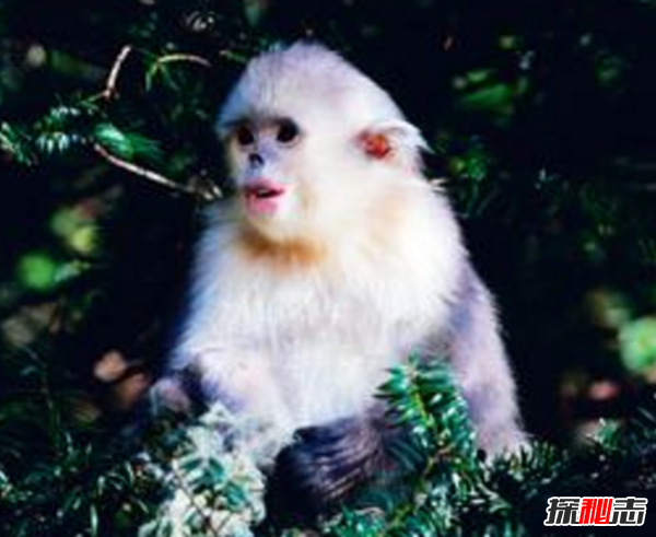 湖北神農架動(dòng)物白化之謎,黑色素引起的白化病(返祖白變)