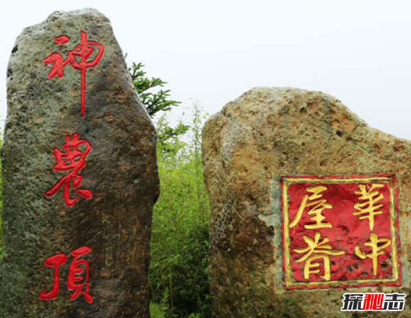 湖北神農架動(dòng)物白化之謎,黑色素引起的白化病(返祖白變)