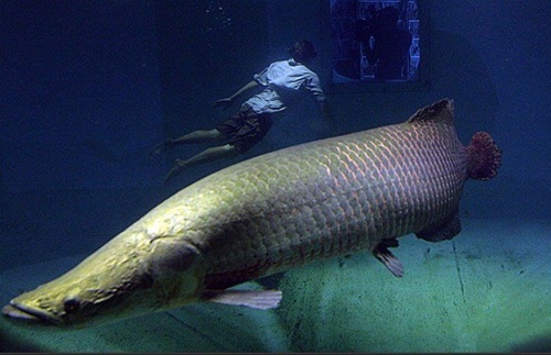 臣骨舌魚(yú)